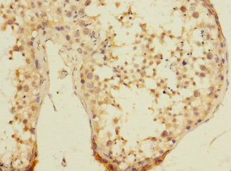 UBXN8 Polyclonal Antibody