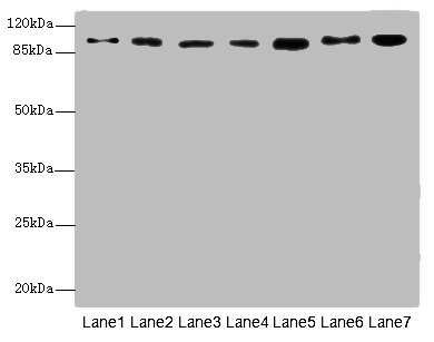 USP5 Polyclonal Antibody