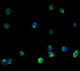 VIM Polyclonal Antibody