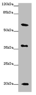 XG Polyclonal Antibody