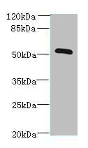 ZNF410 Polyclonal Antibody