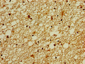 Immunohistochemistry of paraffin-embedded human brain tissue using ZNF488 Polyclonal Antibody at dilution of 1:100