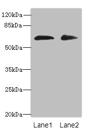 ZNF529 Polyclonal Antibody