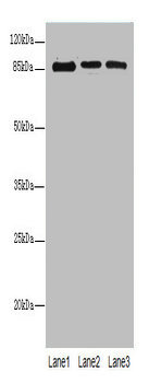 ZNF546 Polyclonal Antibody
