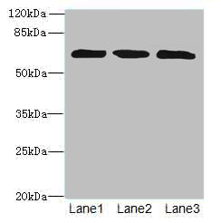 ZNF554 Polyclonal Antibody