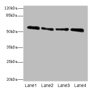 ZNF563 Polyclonal Antibody