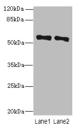 ZNF689 Polyclonal Antibody