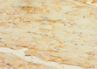 ZNF791 Polyclonal Antibody