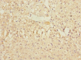 Immunohistochemistry of paraffin-embedded human adrenal gland tissue at dilution 1:100