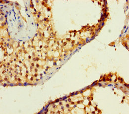 Immunohistochemistry of paraffin-embedded human testis tissue at dilution of 1:100