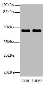 ZNF821 Polyclonal Antibody