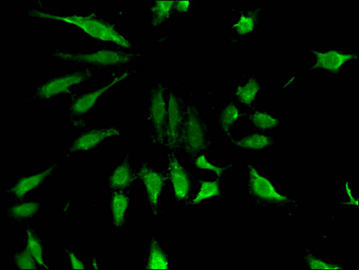 ZNF98 Polyclonal Antibody