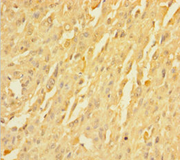 TMEM109 Polyclonal Antibody