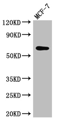 KARS Polyclonal Antibody