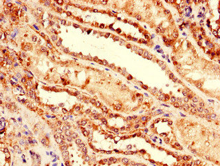 NRG4 Polyclonal Antibody