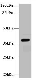 LRG1 Polyclonal Antibody