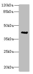 ACTG2 Polyclonal Antibody