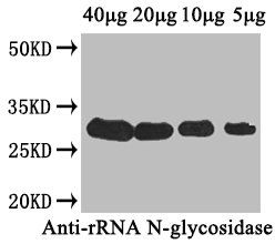 Ribosome-Inactivating Protein Cucurmosin Polyclonal Antibody