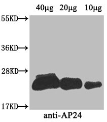 AP24 Polyclonal Antibody