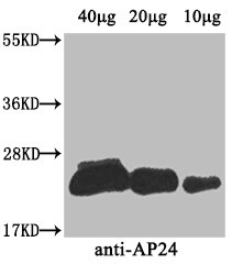 AP24 Polyclonal Antibody (100 µl)