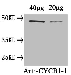 CYCB1-1 Polyclonal Antibody