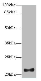 Western blot<br />All lanes: IFNAG Polyclonal Antibody at 2ug/ml+HL60 whole cell lysate<br />Goat polyclonal to rabbit at 1/10000 dilution<br />Predicted band size: 22 kDa<br />Observed band size: 22 kDa<br />