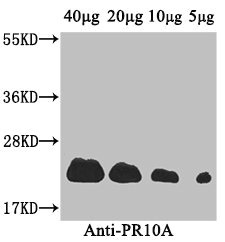 PR10A Polyclonal Antibody