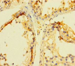 INCA1 Polyclonal Antibody