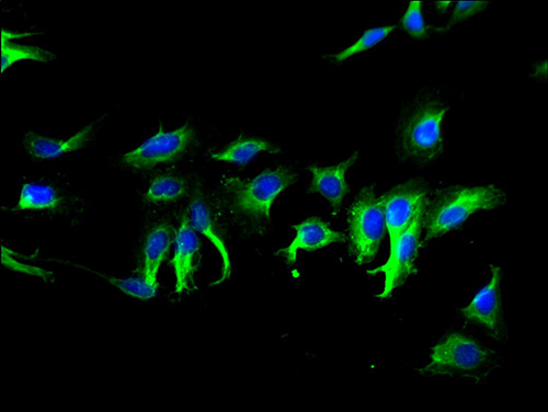 C5orf28 Polyclonal Antibody