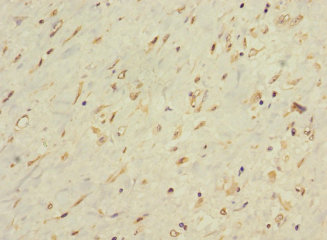 LONRF1 Polyclonal Antibody