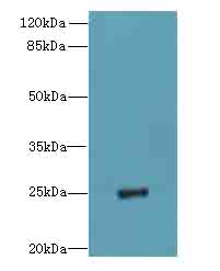 PIGH Polyclonal Antibody