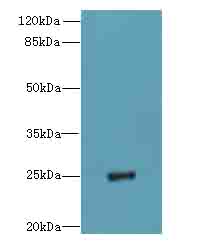 Western blot<br />All lanes: PIGH Polyclonal Antibody at 4ug/ml+Mouse kidney tissue<br />Goat polyclonal to rabbit at 1/10000 dilution<br />Predicted band size: 21 kDa <br />Observed band size: 21 kDa <br />