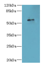 GPR176 Polyclonal Antibody