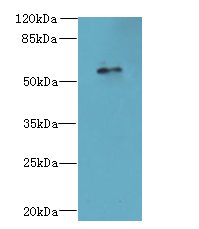 GPR176 Polyclonal Antibody (20 µl)