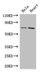 PCK2 Polyclonal Antibody