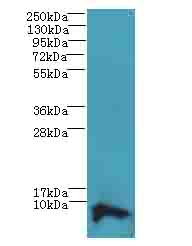 COX17 Polyclonal Antibody