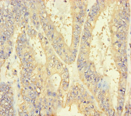 INSL4 Polyclonal Antibody
