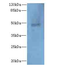 RBBP7 Polyclonal Antibody
