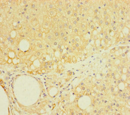 LAPTM5 Polyclonal Antibody