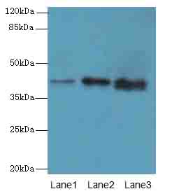 MAB21L1 Polyclonal Antibody