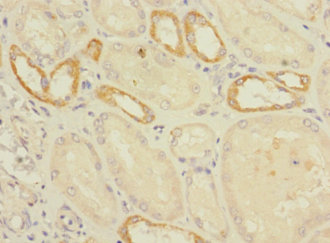 C2orf76 Polyclonal Antibody