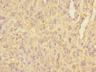 C3orf36 Polyclonal Antibody