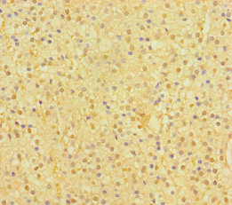 SP6 Polyclonal Antibody