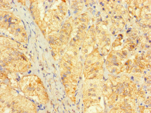 FAM153C Polyclonal Antibody