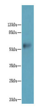 GTDC1 Polyclonal Antibody