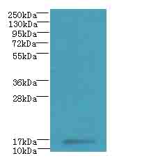 MRPL51 Polyclonal Antibody