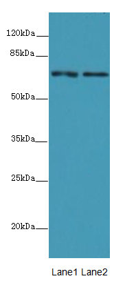 SYTL3 Polyclonal Antibody