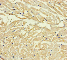 C4orf46 Polyclonal Antibody