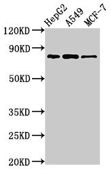 GLE1 Polyclonal Antibody