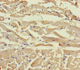 BEX5 Polyclonal Antibody (20 µl)